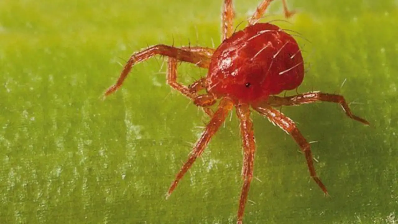Punture di acari rossi (trombicula)? Ecco il rimedio rapido per eliminarli dal giardino