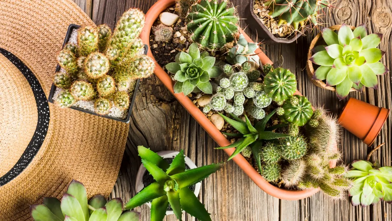 Perché le piante grasse sopravvivono a tutto? La caratteristica incredibile che non conosci