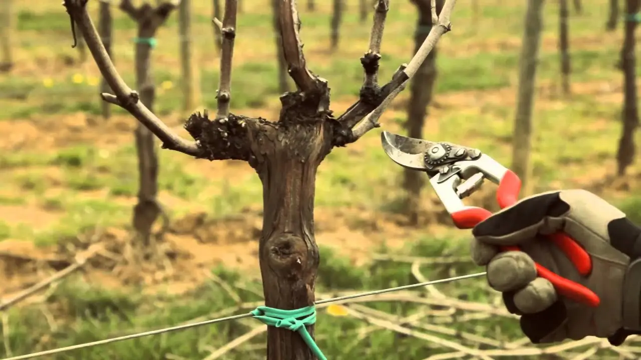 Non potare assolutamente queste piante in autunno: rischi di ucciderle