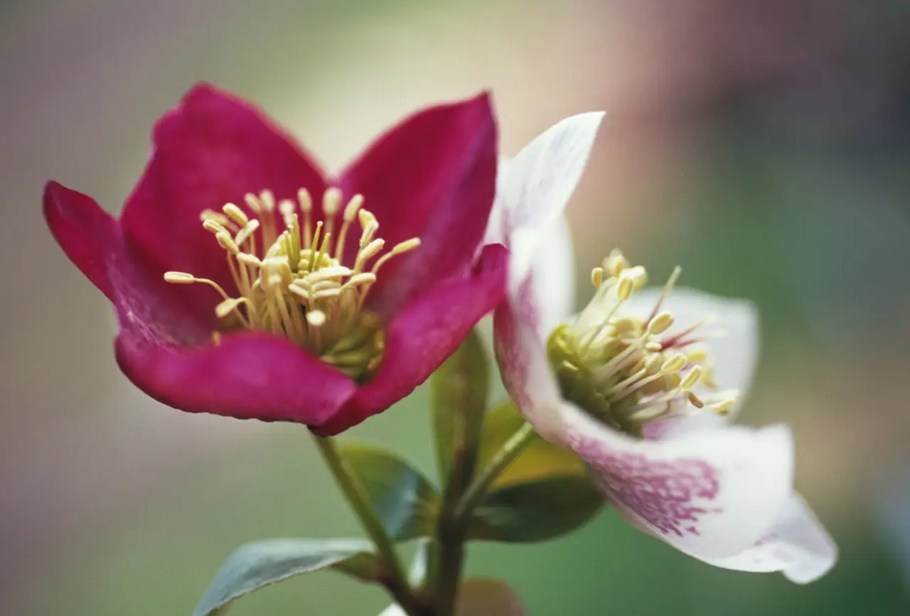 Il fiore più forte del mondo: ecco la pianta indistruttibile che resiste a tutto
